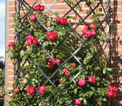 Опора для вьющихся растений 3,2