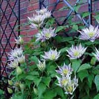 Шпалера настенная для клематиса и других вьющихся растений