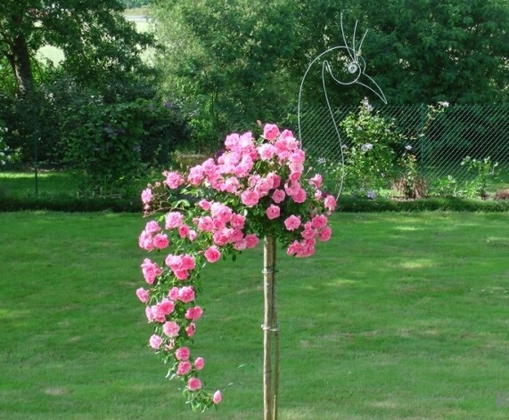 Опора штамбовой розы