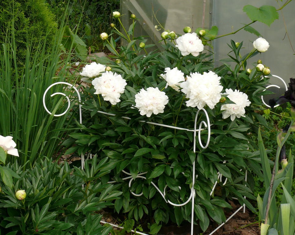 Опора для растений