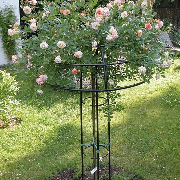 Опора штамбовой розы