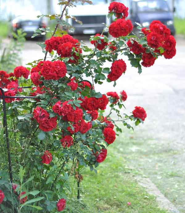 Опора для розы