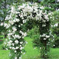 пергола для вьющихся растений